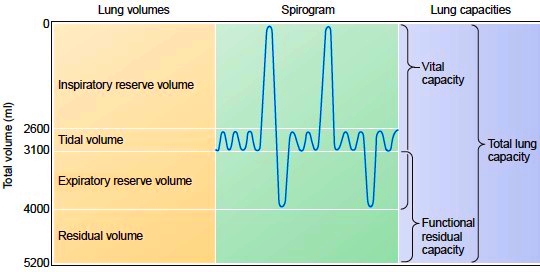 process of respiration pulmonary ventilation spirogram chart